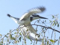 Pied Kingfisher Pied Kingfisher